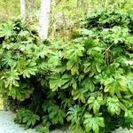 Fatsia Rejuvenation: Before rejuvenation