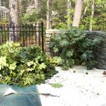 Fatsia Rejuvenation