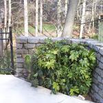 Fatsia Rejuvenation: one year after rejuvenation